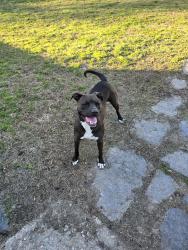 Found/Stray Male Dog last seen Orion and revere, Norfolk, VA 23502