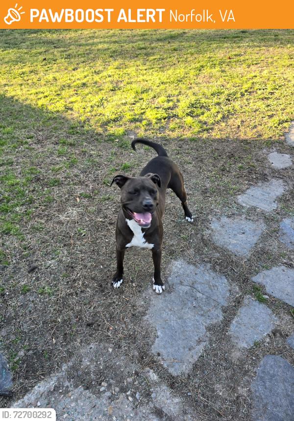 Found/Stray Male Dog last seen Orion and revere, Norfolk, VA 23502