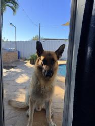 Lost Male Dog last seen Near ave 204, Miami, FL 33177