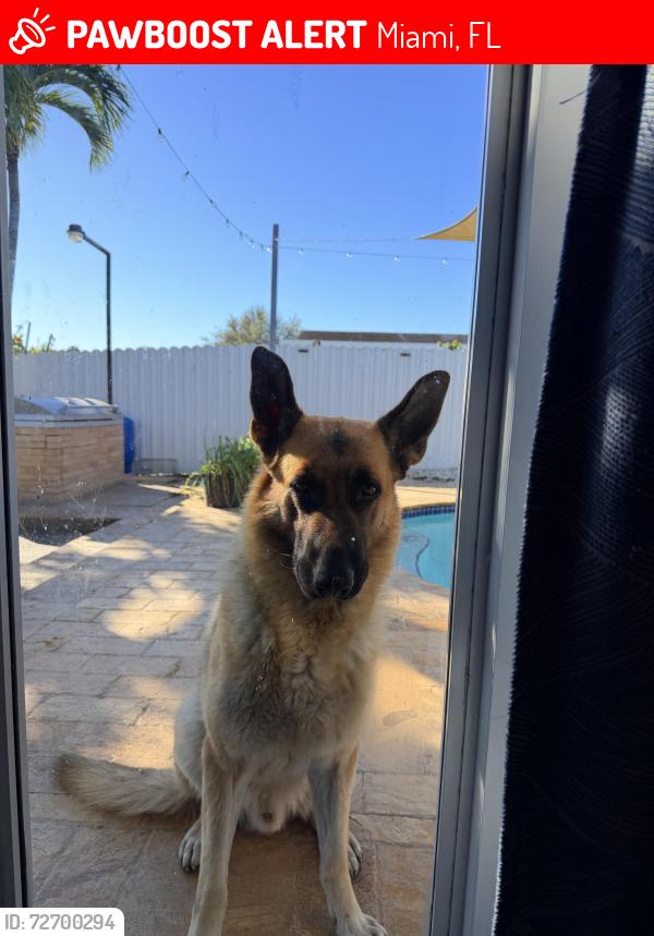 Lost Male Dog last seen Near ave 204, Miami, FL 33177