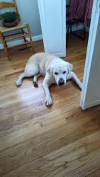Lost Male Dog last seen Near York Drive and Cambria, Christiansburg, VA 24073