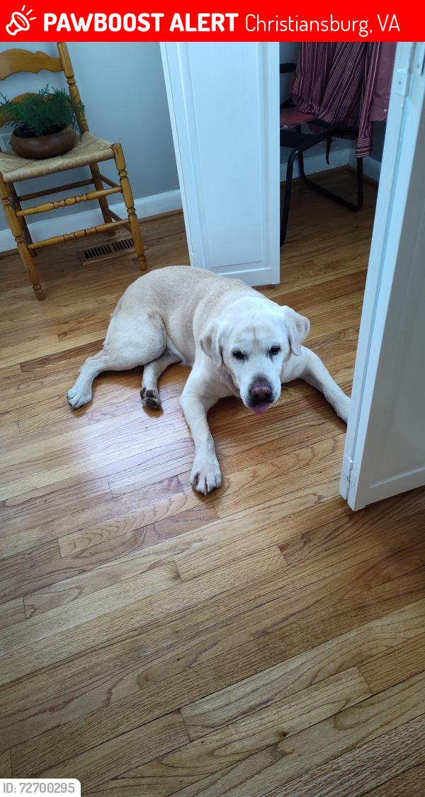 Lost Male Dog last seen Near York Drive and Cambria, Christiansburg, VA 24073