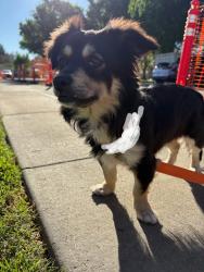 Found/Stray Unknown Dog last seen Modesto ca, Modesto, CA 95350
