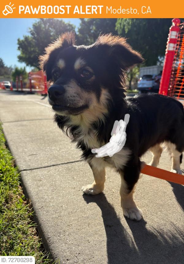 Found/Stray Unknown Dog last seen Modesto ca, Modesto, CA 95350