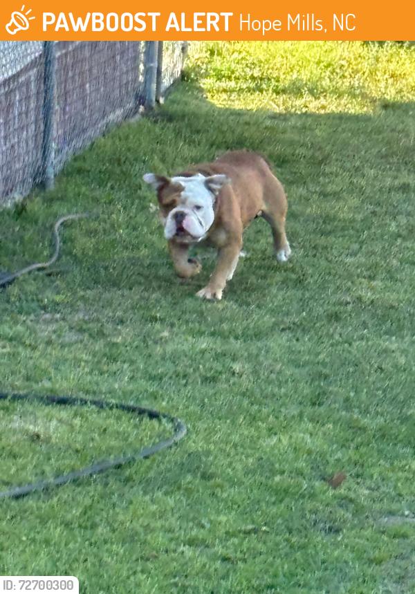 Found/Stray Unknown Dog last seen Woodington Road, Hope Mills, NC 28348