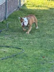 Found/Stray Unknown Dog last seen Woodington Road, Hope Mills, NC 28348
