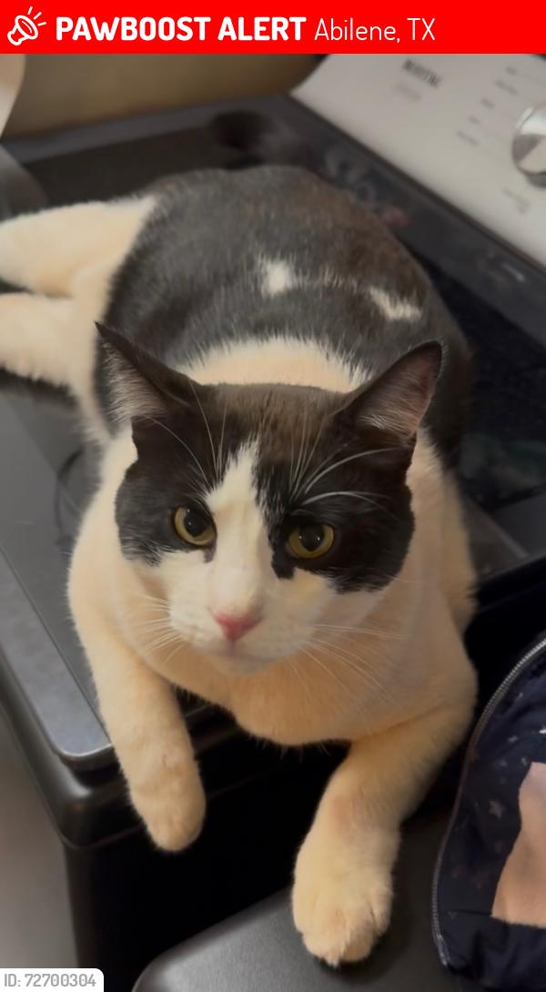 Lost Male Cat last seen Neighborhood by the west/spinks rd data center entrance, Abilene, TX 79601