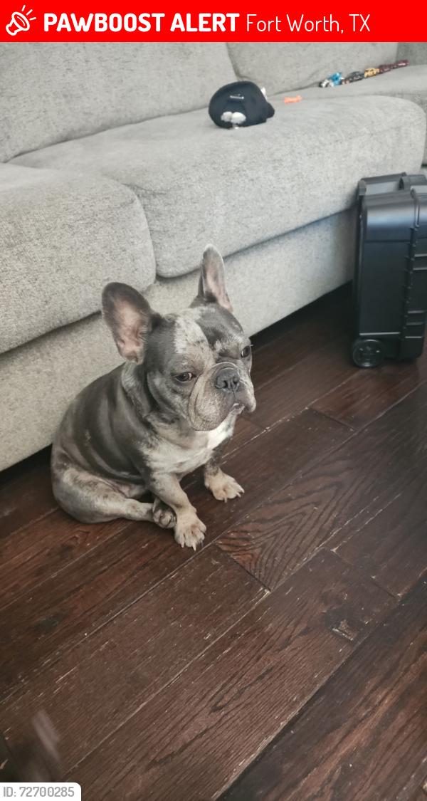 Lost Female Dog last seen Deerfoot trl, Fort Worth, TX 76131