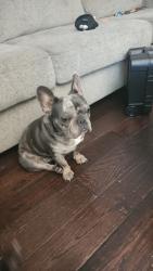 Lost Female Dog last seen Deerfoot trl, Fort Worth, TX 76131
