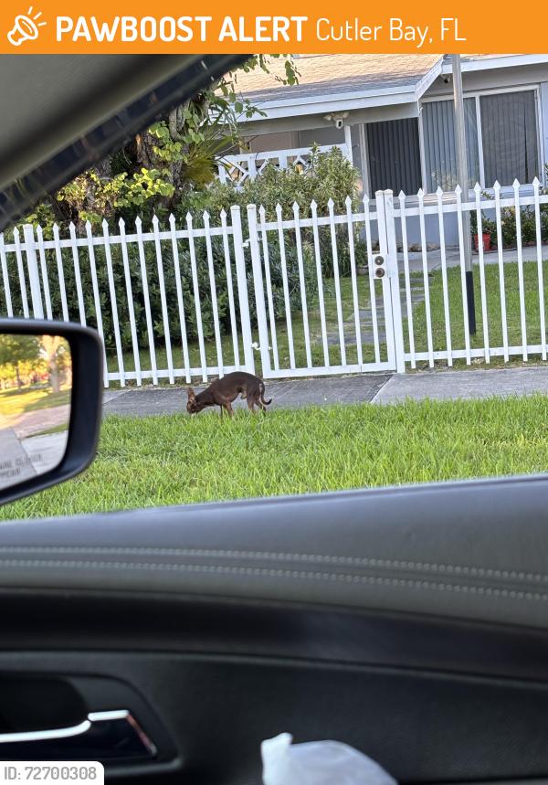 Found/Stray Male Dog last seen Anchor rd martinique dr , Cutler Bay, FL 33157