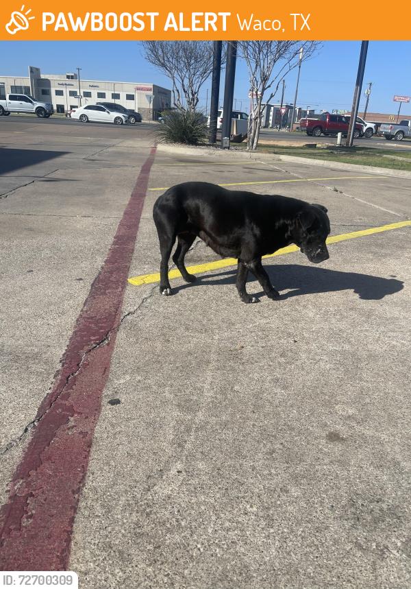 Found/Stray Female Dog last seen Kfc restaurant , Waco, TX 76706
