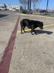 Found/Stray Female Dog last seen Kfc restaurant , Waco, TX 76706