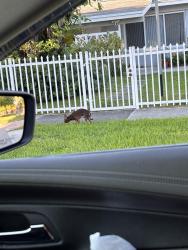 Found/Stray Male Dog last seen Anchor rd martinique dr , Cutler Bay, FL 33157
