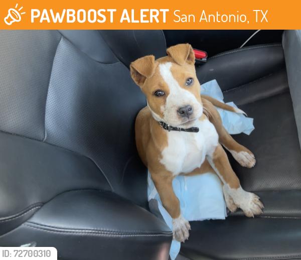 Found/Stray Female Dog last seen Heb las Palmas , San Antonio, TX 78237