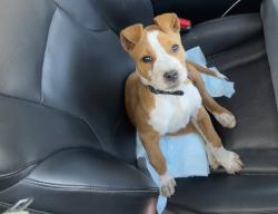 Found/Stray Female Dog last seen Heb las Palmas , San Antonio, TX 78237