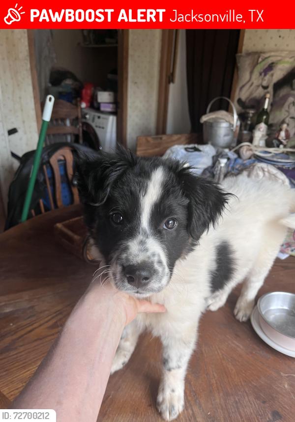 Lost Male Dog last seen Near and 3206, Jacksonville, TX 75766