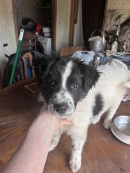 Lost Male Dog last seen Near and 3206, Jacksonville, TX 75766