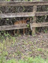 Found/Stray Female Dog last seen West hwy 313 and West hwy 329, Reddick, FL 32686