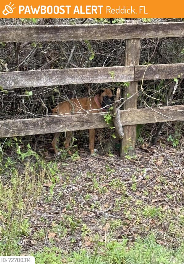 Found/Stray Female Dog last seen West hwy 313 and West hwy 329, Reddick, FL 32686