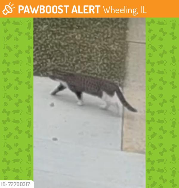 Found/Stray Unknown Cat last seen Lakeview Dr. & Custer Ct., Wheeling, IL 60004