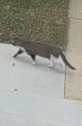 Found/Stray Unknown Cat last seen Lakeview Dr. & Custer Ct., Wheeling, IL 60004