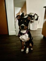 Lost Female Dog last seen Strat Hotel, Las Vegas, NV 89104
