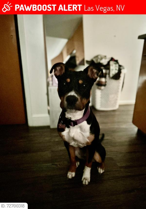 Lost Female Dog last seen Strat Hotel, Las Vegas, NV 89104