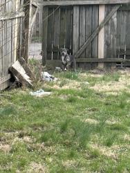 Found/Stray Unknown Dog last seen 26th st , Indianapolis, IN 46205