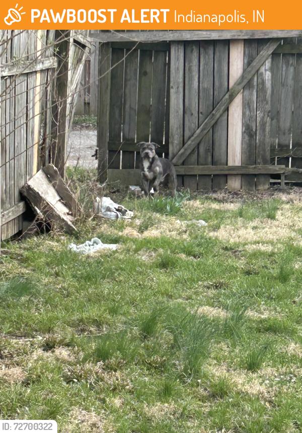 Found/Stray Unknown Dog last seen 26th st , Indianapolis, IN 46205