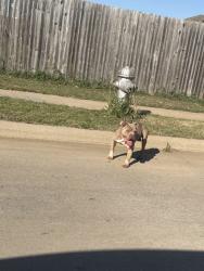 Found/Stray Male Dog last seen Near grand gulf , Fort Worth, TX 76123