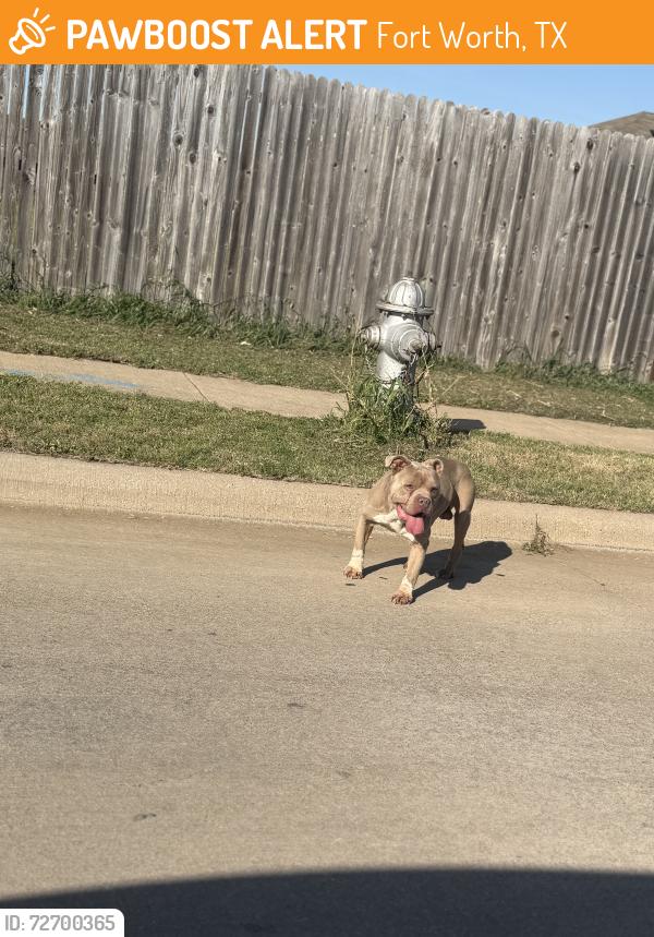 Found/Stray Male Dog last seen Near grand gulf , Fort Worth, TX 76123
