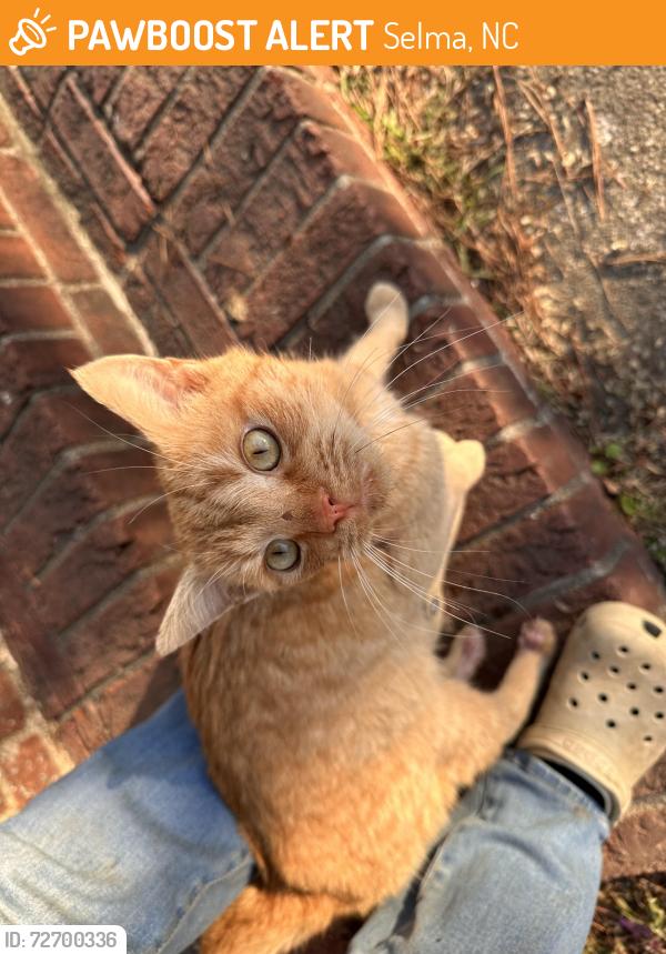 Found/Stray Male Cat last seen Peedin St and West St, Selma, NC 27576
