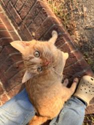 Found/Stray Male Cat last seen Peedin St and West St, Selma, NC 27576