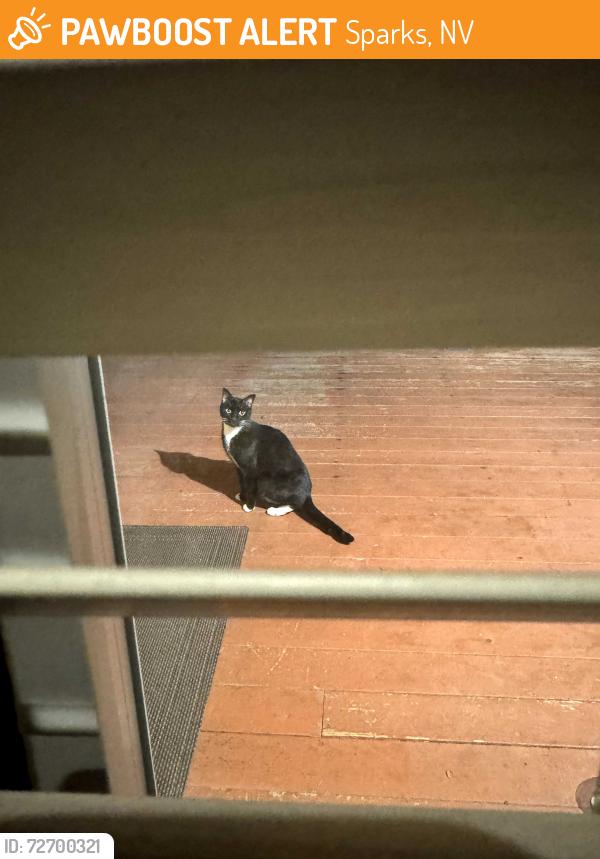 Found/Stray Unknown Cat last seen Eaglenest Rd, Sparks, NV 89431