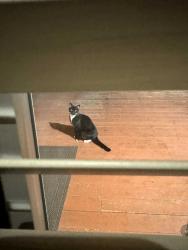 Found/Stray Unknown Cat last seen Eaglenest Rd, Sparks, NV 89431