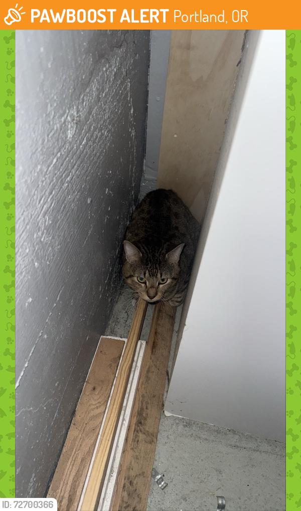 Found/Stray Unknown Cat last seen Lovejoy apmts, Portland, OR 97209