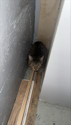 Found/Stray Unknown Cat last seen Lovejoy apmts, Portland, OR 97209