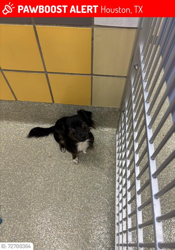 Lost Male Dog last seen By golden chick and a gas station , Houston, TX 77035