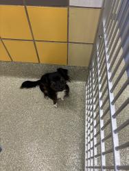 Lost Male Dog last seen By golden chick and a gas station , Houston, TX 77035