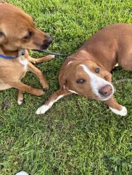 Found/Stray Female Dog last seen Corner of buckley st and kirby ave, Chattanooga, TN 37404