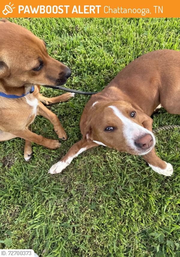 Found/Stray Female Dog last seen Corner of buckley st and kirby ave, Chattanooga, TN 37404