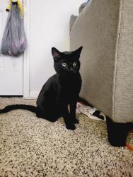 Lost Male Cat last seen Farmwood garden apmts , Kernersville, NC 27284