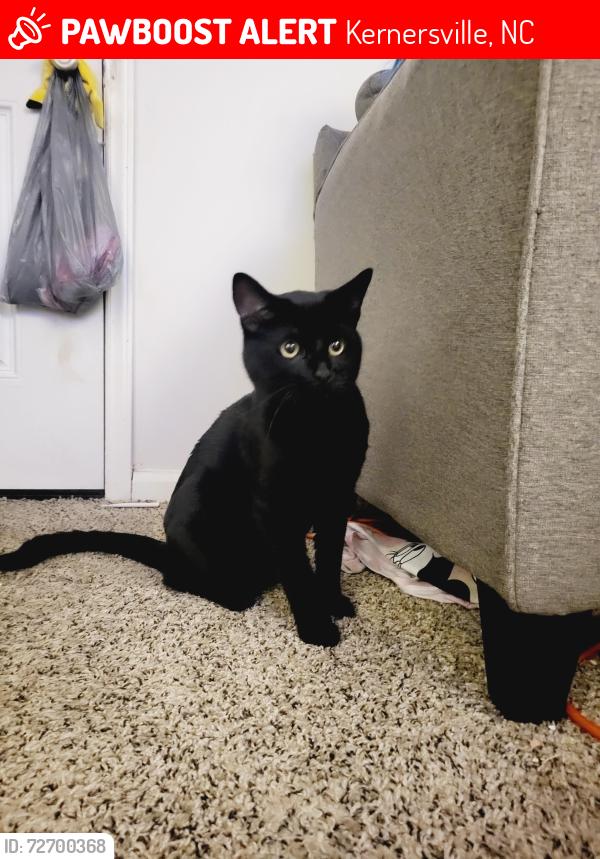 Lost Male Cat last seen Farmwood garden apmts , Kernersville, NC 27284