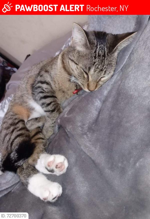 Lost Female Cat last seen Perpoint st , Rochester, NY 14613