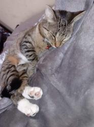 Lost Female Cat last seen Perpoint st , Rochester, NY 14613
