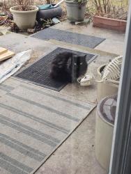 Found/Stray Unknown Cat last seen Scarsdale Rd Read Ave, Tuckahoe, NY 10707
