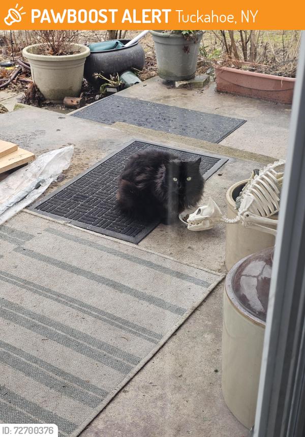 Found/Stray Unknown Cat last seen Scarsdale Rd Read Ave, Tuckahoe, NY 10707