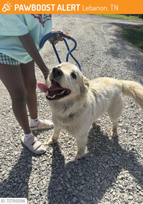 Found/Stray Male Dog last seen Rutledge ln, Lebanon, TN 37087