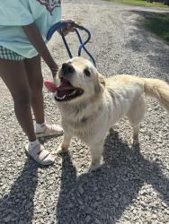 Found/Stray Male Dog last seen Rutledge ln, Lebanon, TN 37087