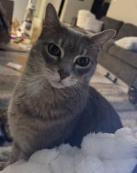 Lost Male Cat last seen Blacklock Elementary, Langley, BC V3A 6Z5